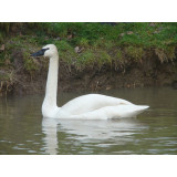 Trumpeter Swan